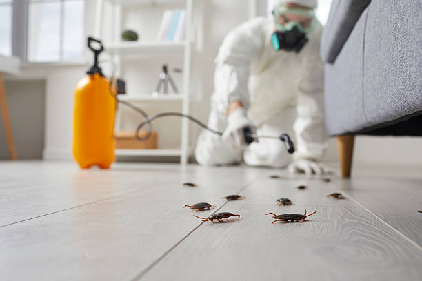 Post-Treatment Bed Bug Interceptor Monitoring in Satsuma